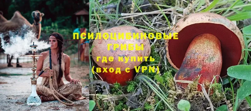 где можно купить   Балаково  Галлюциногенные грибы Cubensis 